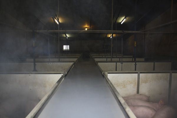 Rookproef in een stal met kanaalventilatie
