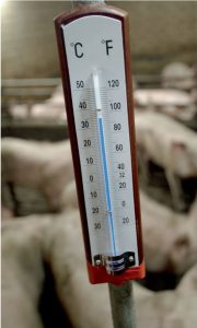 Thermometer in een varkensstal